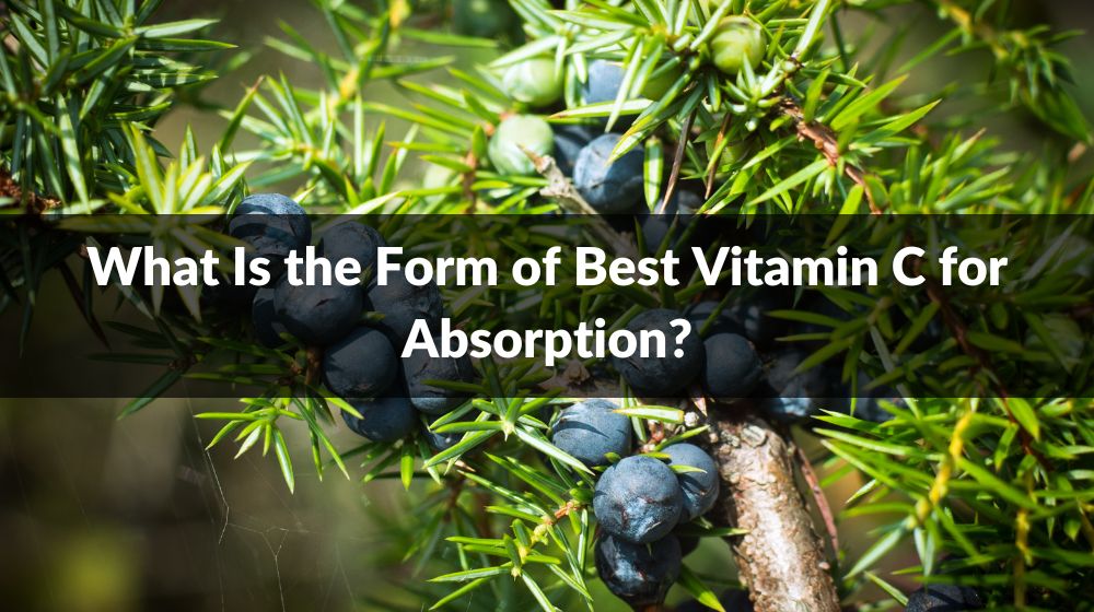 What Is The Form Of Best Vitamin C For Absorption how-long-does-vitamin-c-face-serum-take-to-work-zimblelove